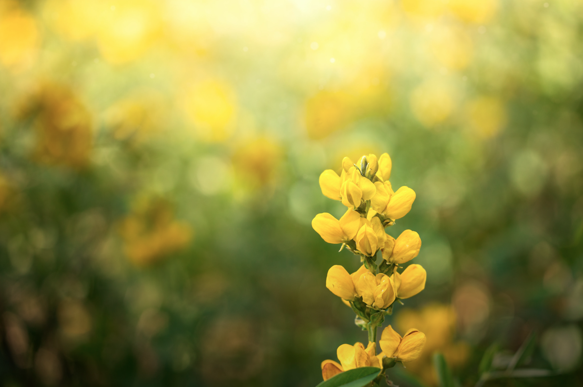 Wilde bloemen